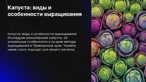 Капуста: особенности, виды и сорта для Приморского края