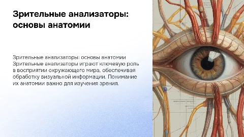 Зрительные анализаторы (Анатомия)