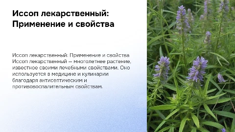 Иссоп лекарственный