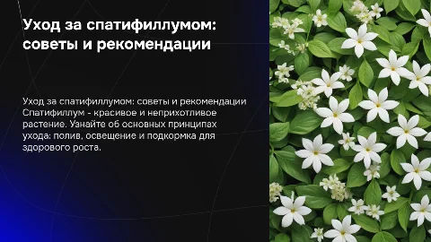 Уход за спатифиллумом