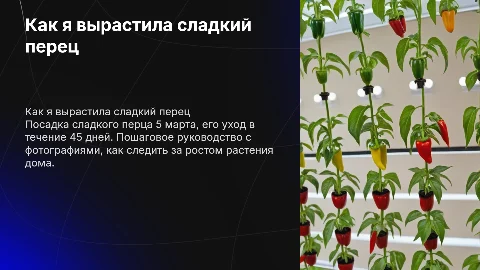 Как я вырастила сладкий перец: пошаговое руководство