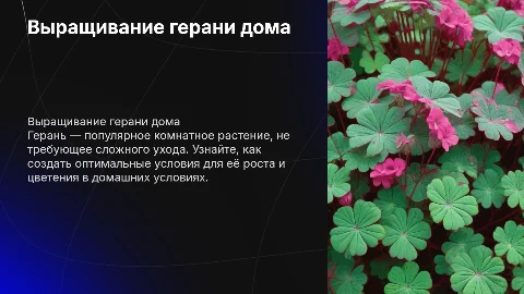 Выращивание герани в домашних условиях