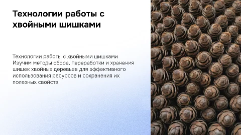Технология сбора, переработки и хранения шишек хвойных пород