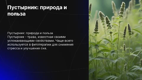 Пустырник