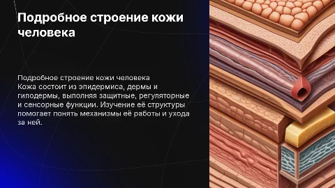 строение кожи подробно