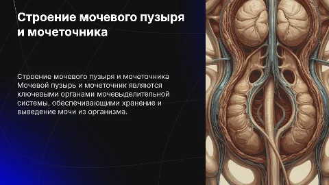 Строение мочевого пузыря и мочеточника