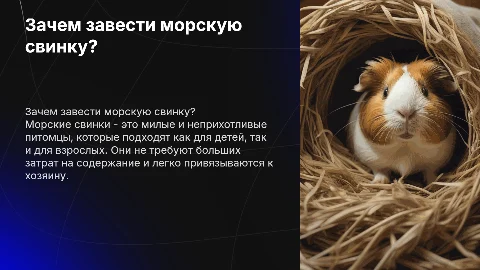 Почему нужно завести морскую свинку: плюсы и минусы
