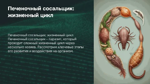 Печеночный сосальщик, жизненный цикл