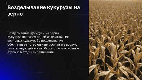 Возделывание кукурузы на зерно