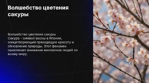 Сакура