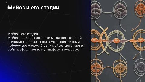Мейоз и его стадии