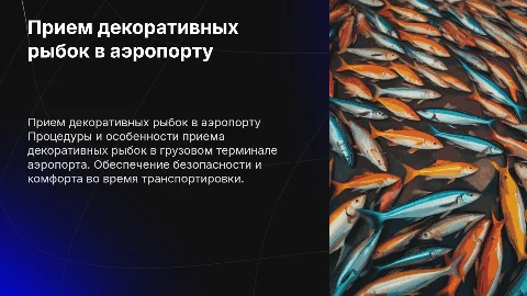 Прием декоративных рыбок в грузовом терминале аэрпорта