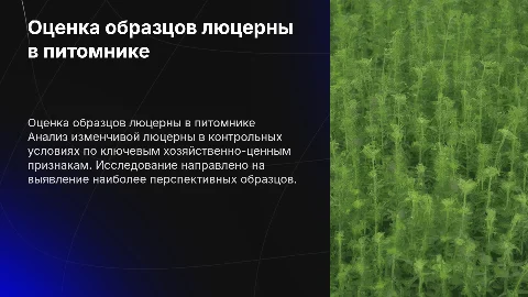 Оценка образцов люцерны изменчивой в питомнике