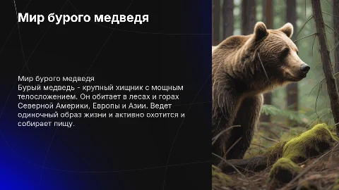Презентация о буром медведе: внешний вид и образ жизни