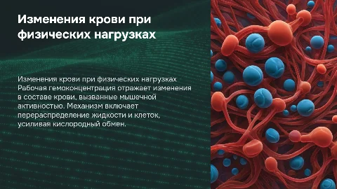 Изменения крови при мышечной деятельности и гемоконцентрация