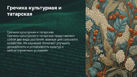 гречиха культурная и татарская