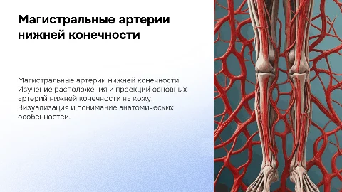 Магистральные артерии нижней конечности: проекции на кожу