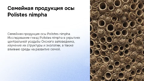 Семейная продукция осы Polistes nimpha в Окском заповеднике