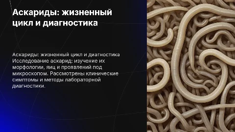 Аскариды: жизненный цикл, морфология и диагностика
