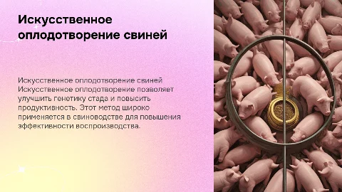 Искуственное оплодотворение поросёнка
