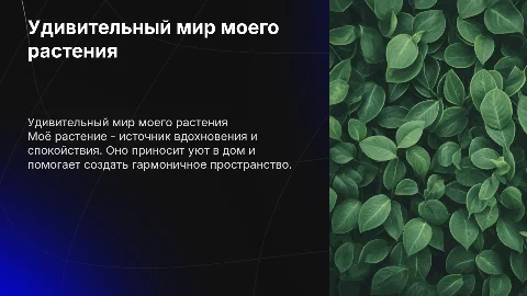 моё растение