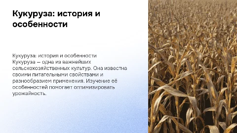 Кукуруза и ее особенности