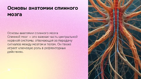 спинной мозг