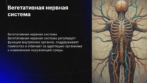 Вегетативная нервная система