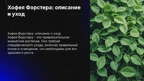 хофея форстера общие сведения и уход