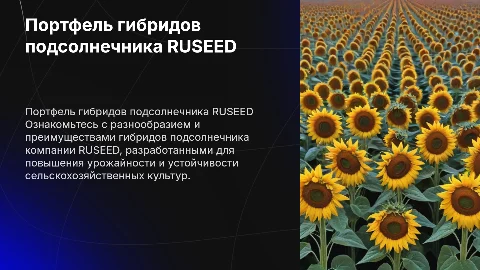 Портфель гибридов подсолнечника компании RUSEED