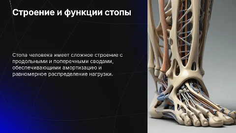 Строение стопы: продольные и поперечные своды, площадь опоры