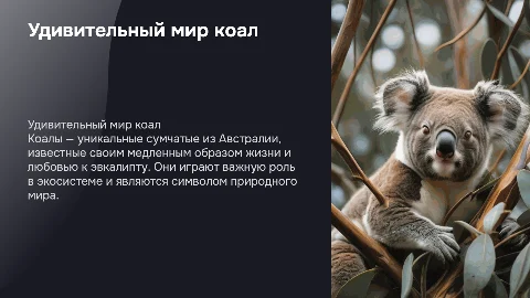 коала