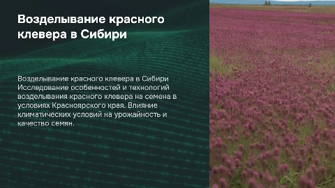 Возделывание красного клевера на семена в Сибири