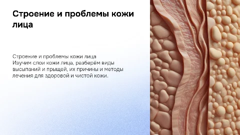 Как устроена человеческая кожа лица: строение и лечение