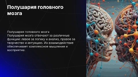 полушария головного мозга