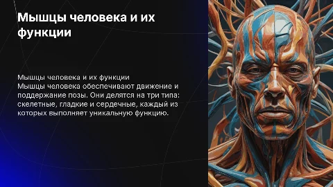 мышцы человека