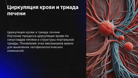 циркуляция крови по синусоидам и триада печени