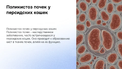 Поликистоз почек у персидских кошек