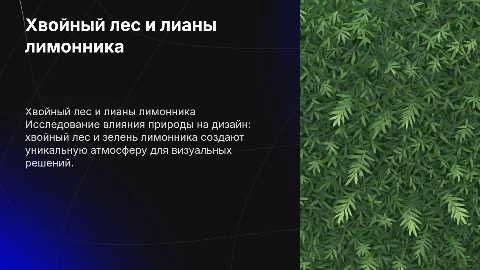 Презентация о хвойном лесe и лианах лимонника