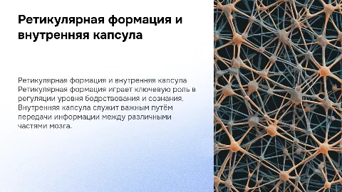 Ретикулярная формация. Внутренняя капсула