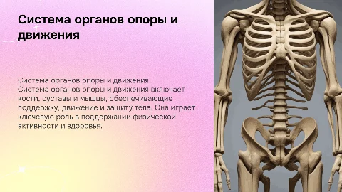 система органов опоры и движения