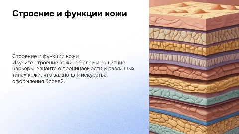 Презентация о строении кожи для курса по оформлению бровей