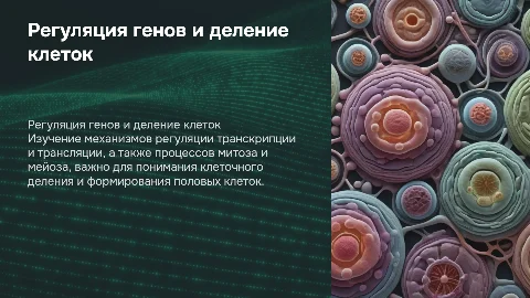 Регуляция транскрипции и деление клетки: митоз и мейоз