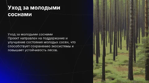 Проект по уходу за чистыми молодняками сосны обыкнонной