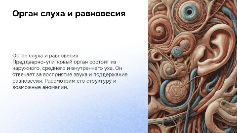 Преддверно-улитковый орган: анатомия и аномалии слуха