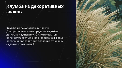 Клумба из злаков