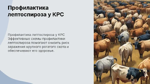 Эффективные схемы профилактики лептоспироза у крупного рогатого скота