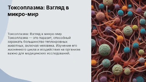 Токсоплазма