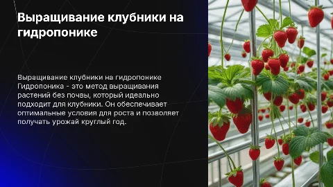 клубника на гидропонике