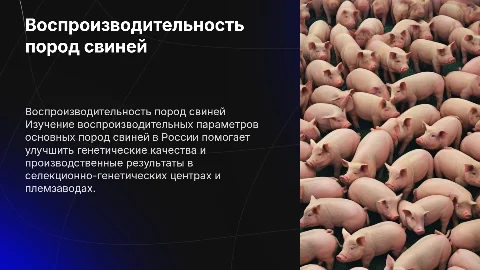 Воспроизводительные качества пород свиней в России